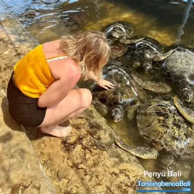 Pulau Penyu Bali di Tanjung Benoa